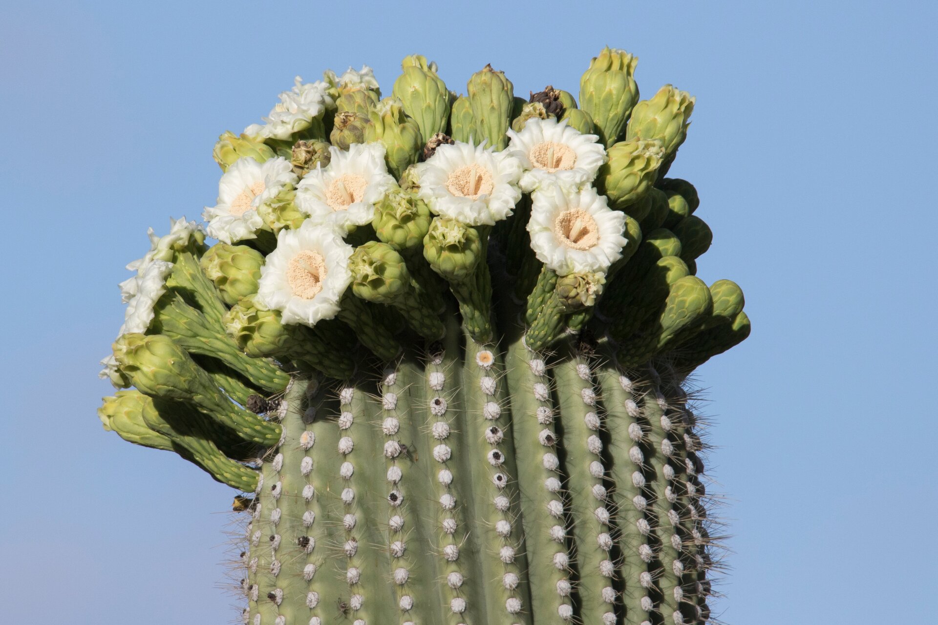 A flowering saguaro cactus. 