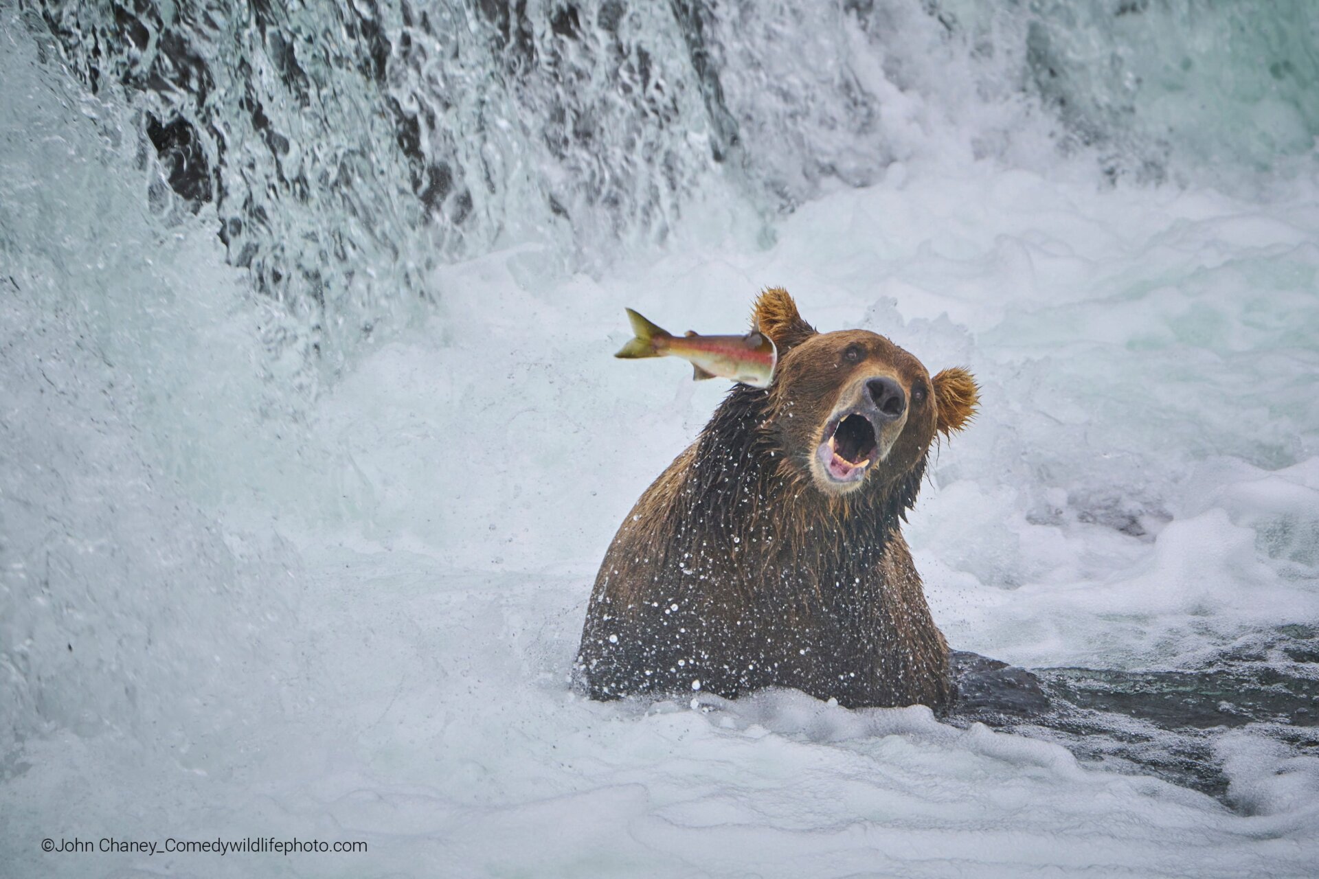 A salmon slaps a bear in the face.