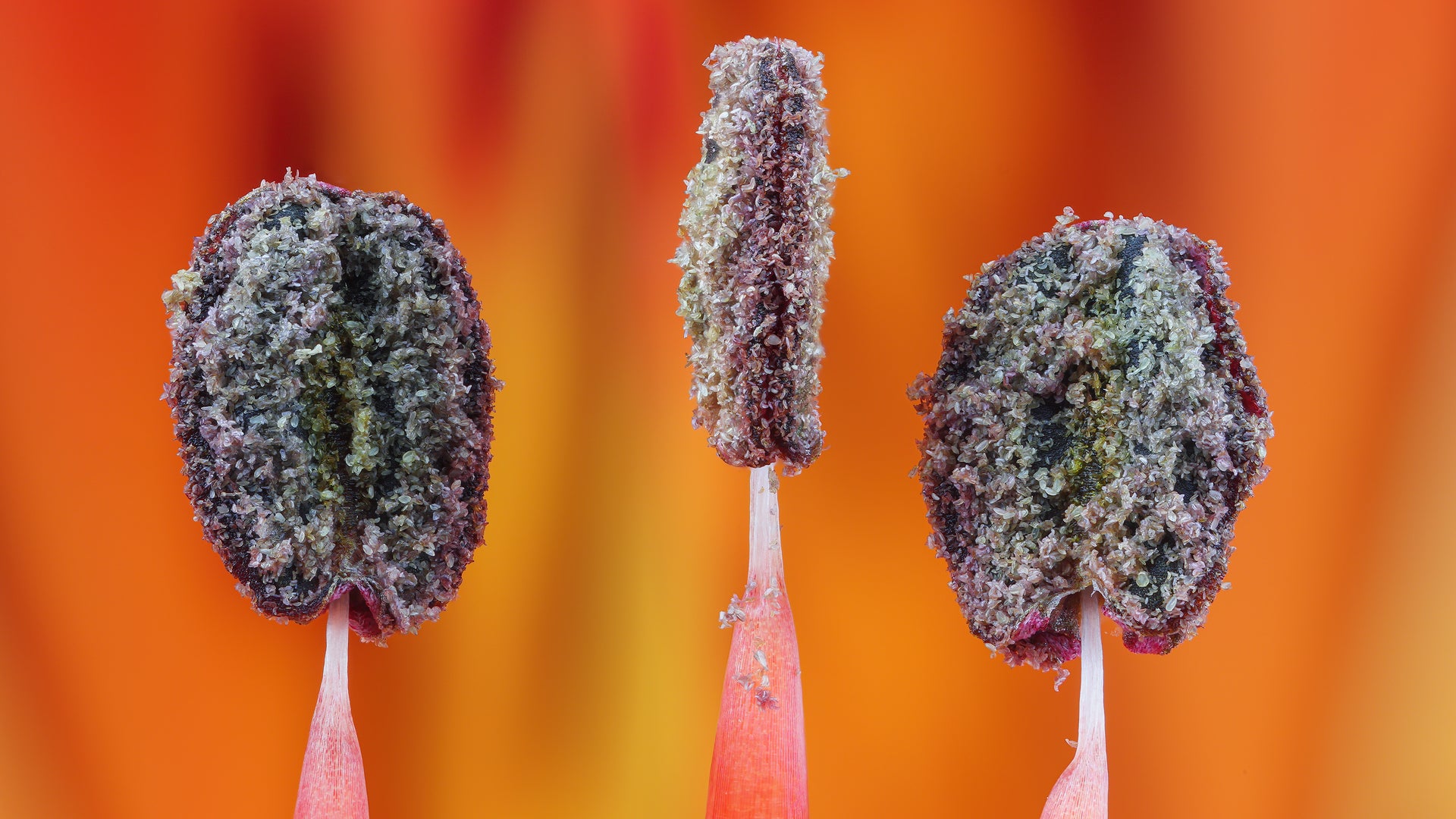 Image: Guillermo lópez López