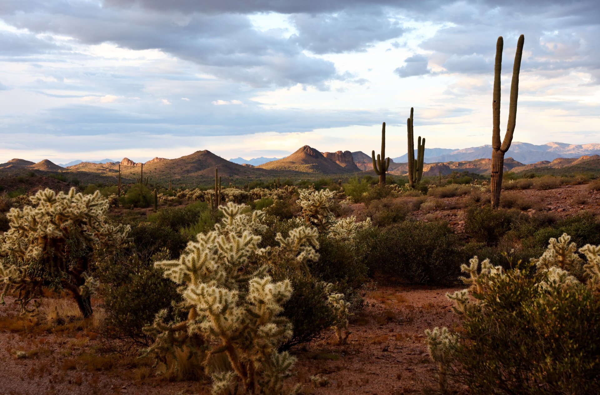 Saguaro in the desert.