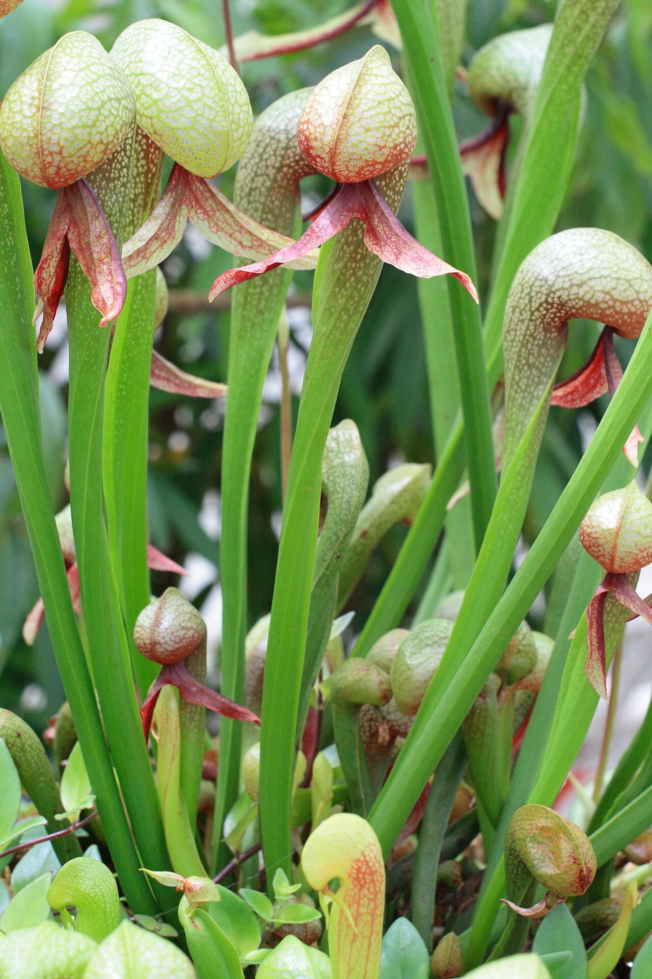 The California pitcher plant is also known as the cobra lily, for it’s resemblance to a snake’s head. These plants lure in their prey with nectar glands.