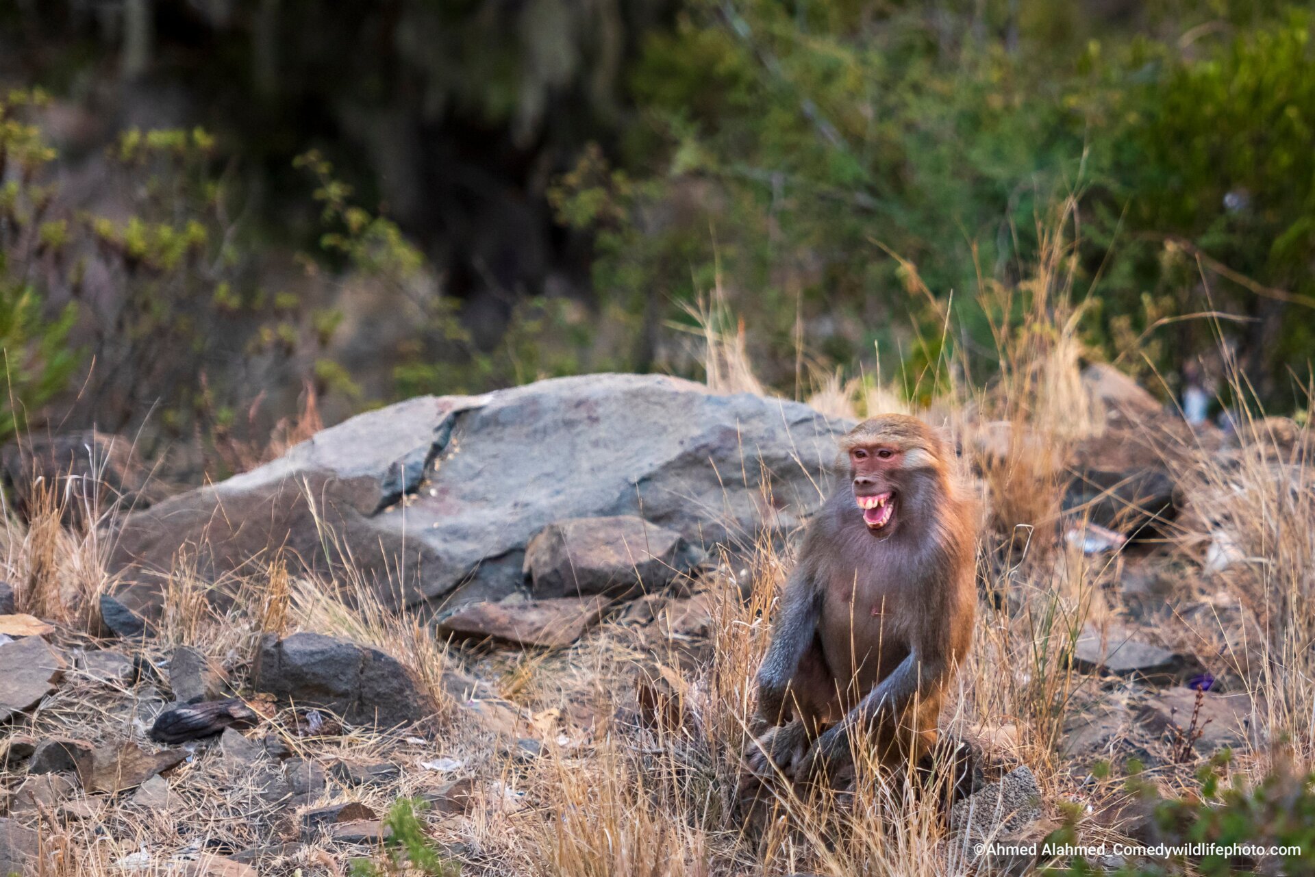 A monkey bares her teeth in Saudi Arabia.