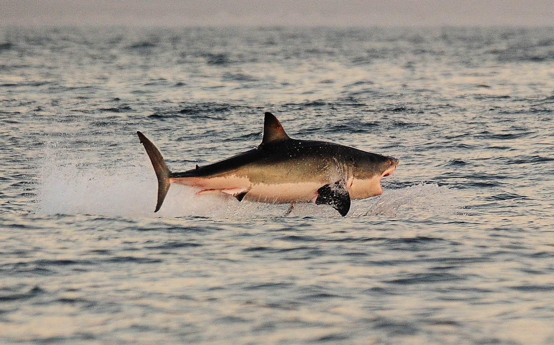 White sharks like this one—typically the top of their local food chain—are becoming part of the menu.