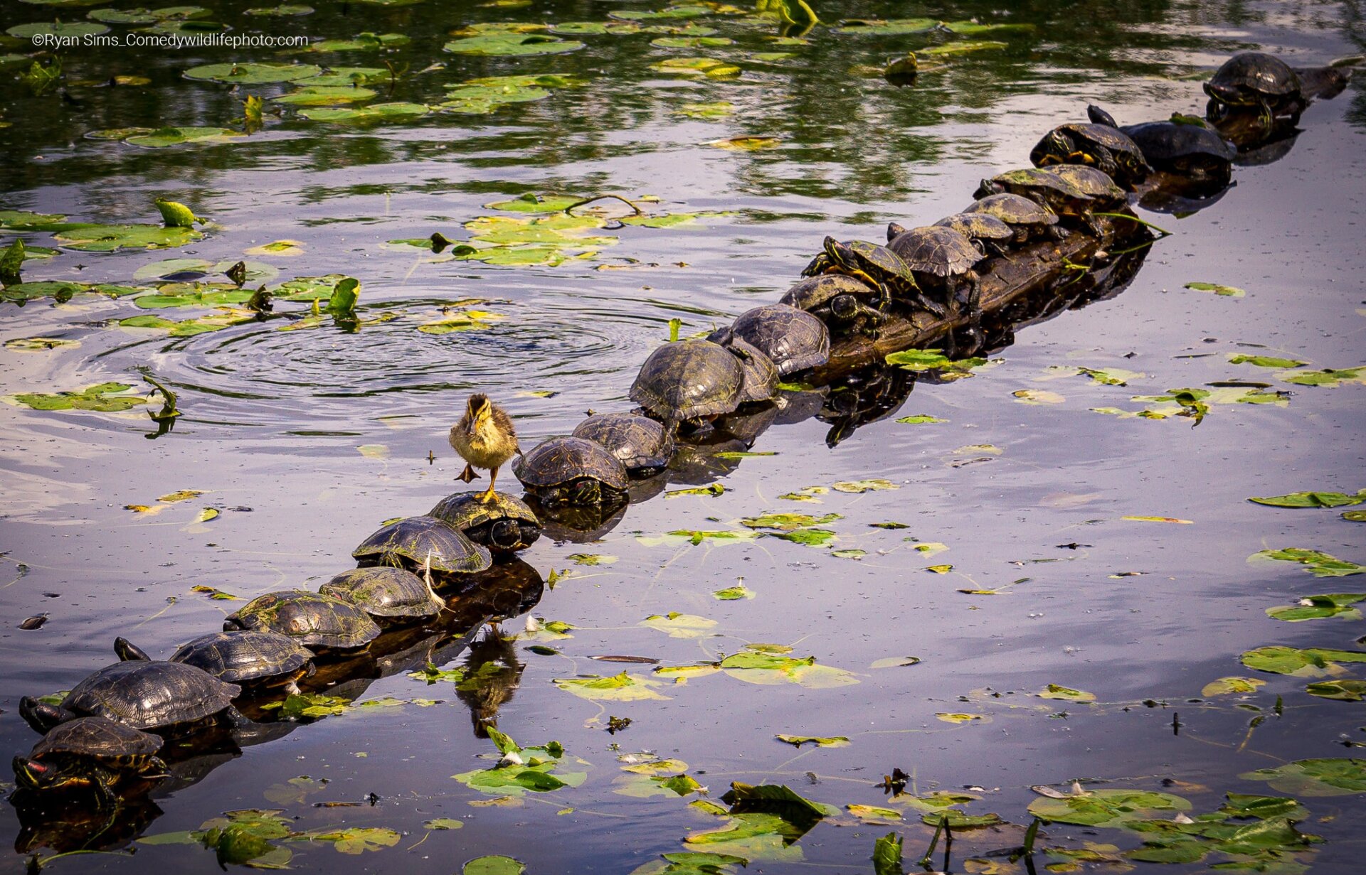 A row of turtles...make way for duckling.