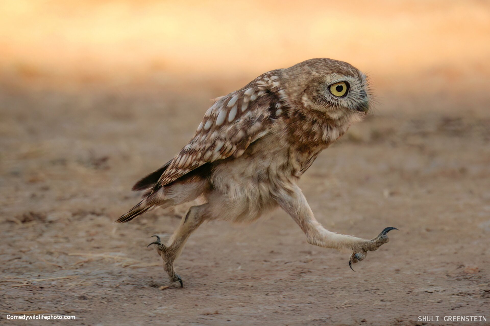 This little owl appears to be in a bit of a rush.