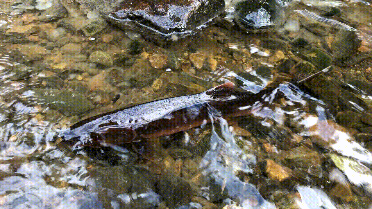 Video taken on Heiltsuk Territory.