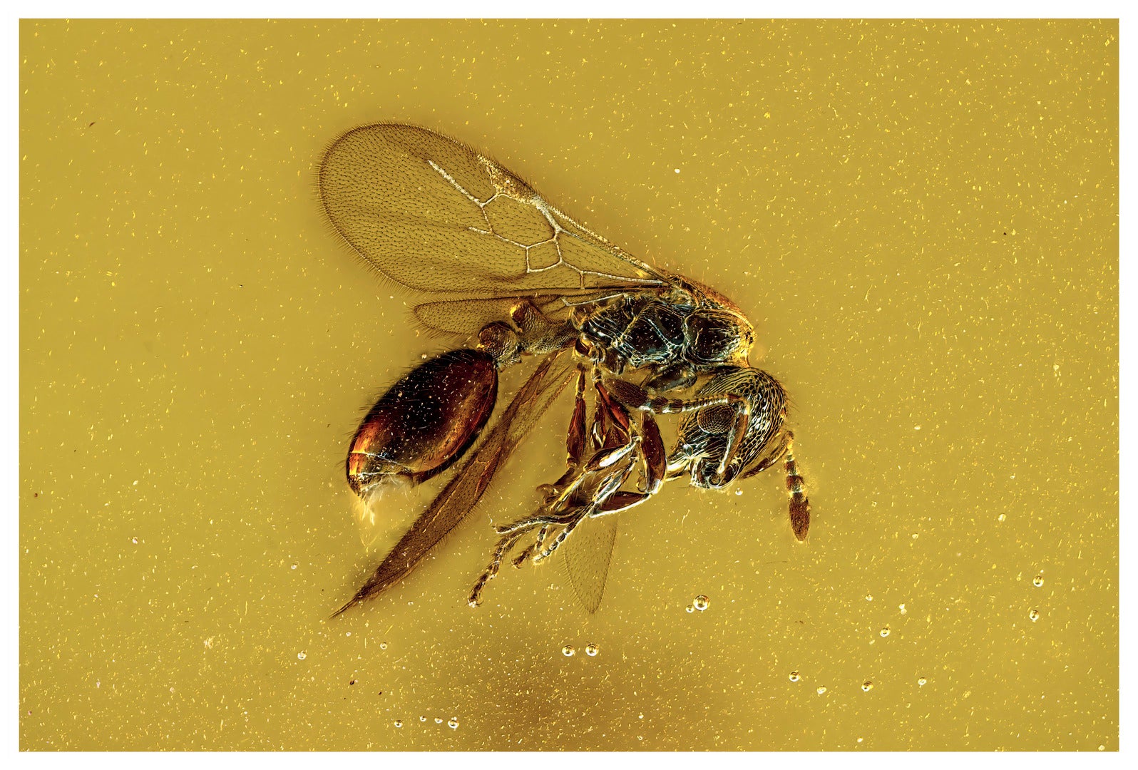 Image: Enrico Bonino