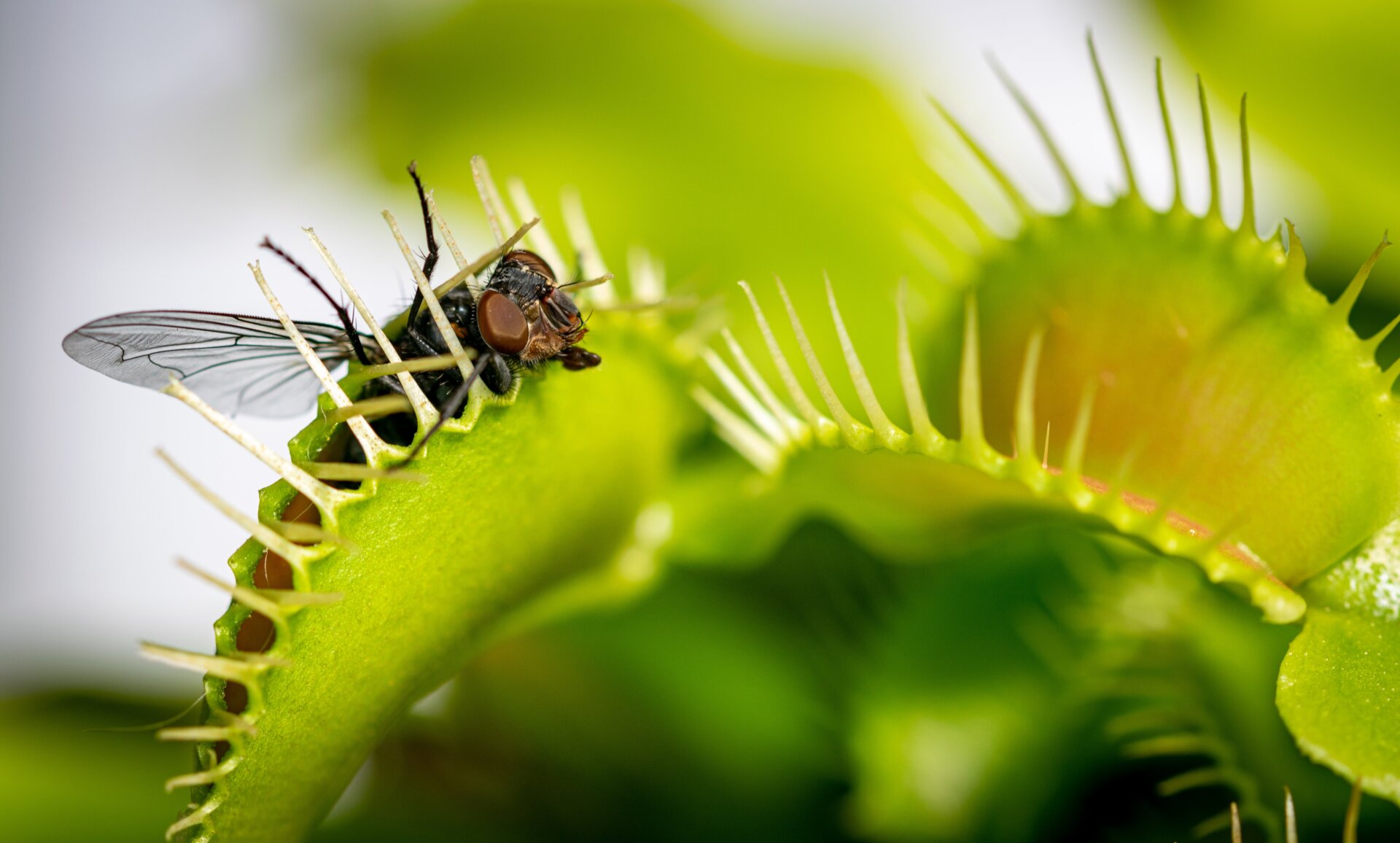 Venus flytraps are listed as threatened in their small native range, in part because of poaching. The charismatic botanical monsters are so sought-after that collectors continue to illegally remove them from their boggy habitat in the Carolinas.