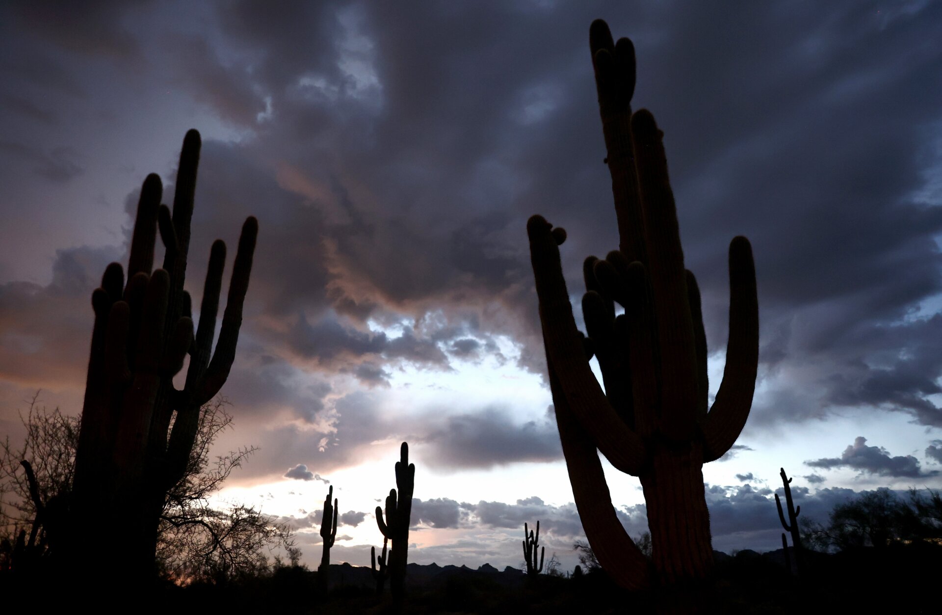 Saguaro framed against oncoming monsoon clouds.