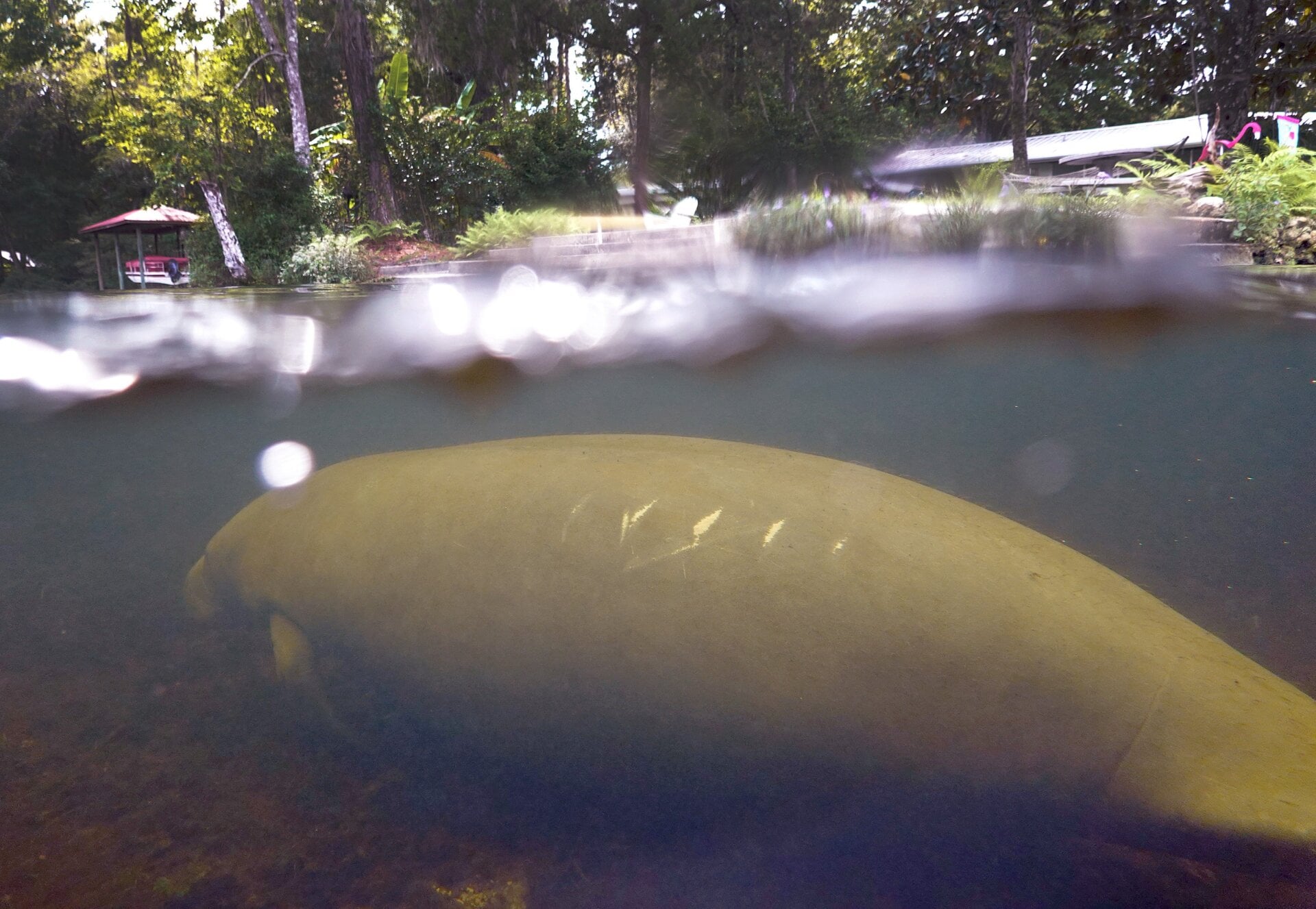 A manatee in Homosassa, Florida.