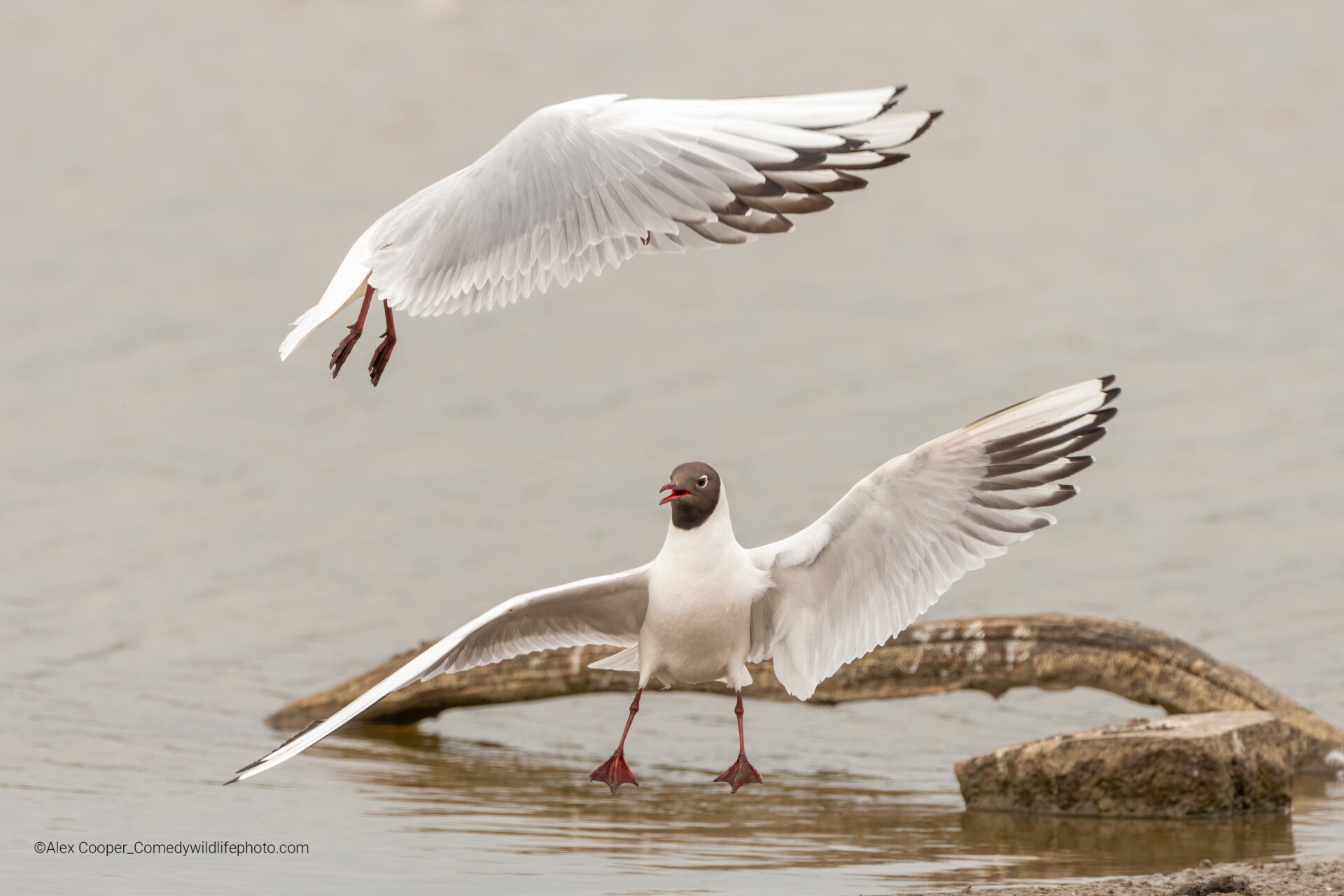 Two black-headed gulls exchange...erm, squawks.