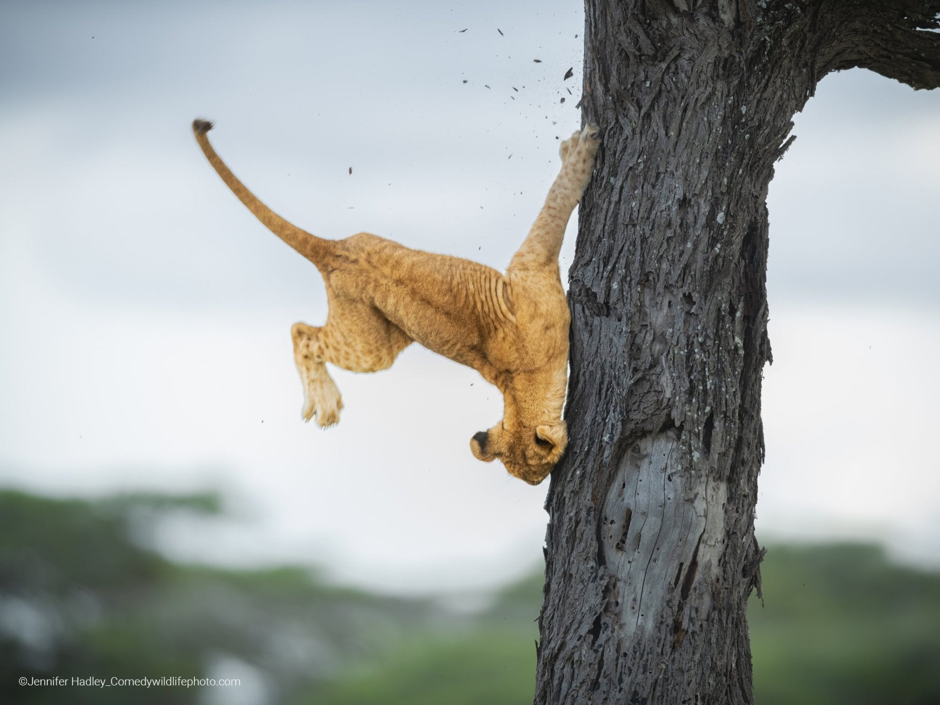 A jump goes wrong for a lion cub.