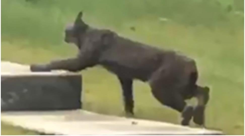 Image: Thomas Jung/Mammalia