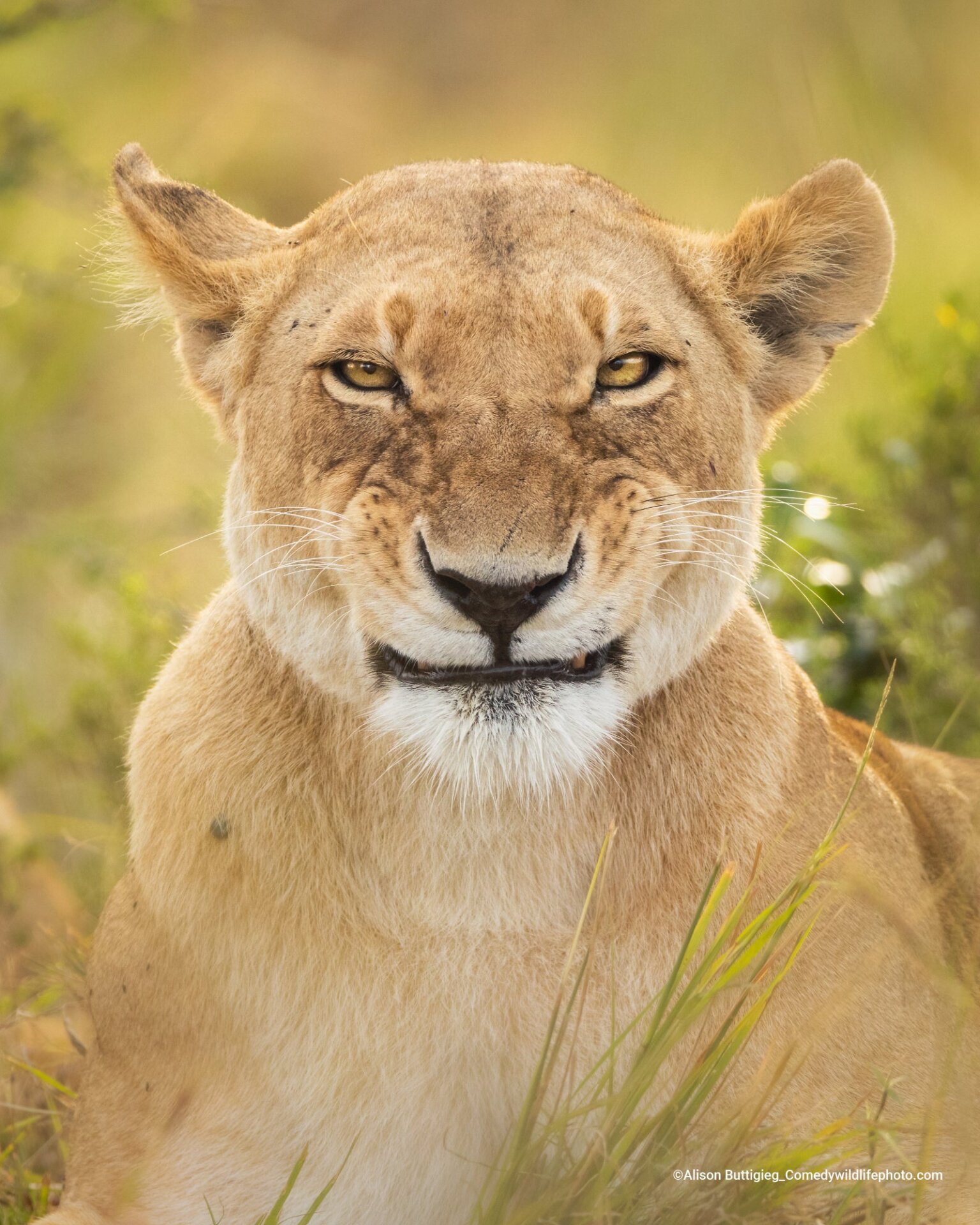 A lioness appears to grimace in this shot.