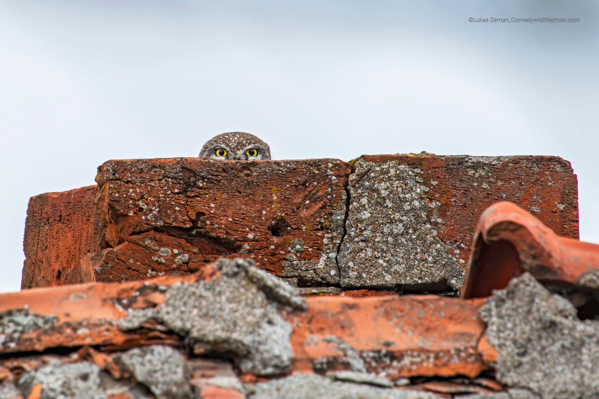 An owl pokes its head up from behind the remains of a chimney.