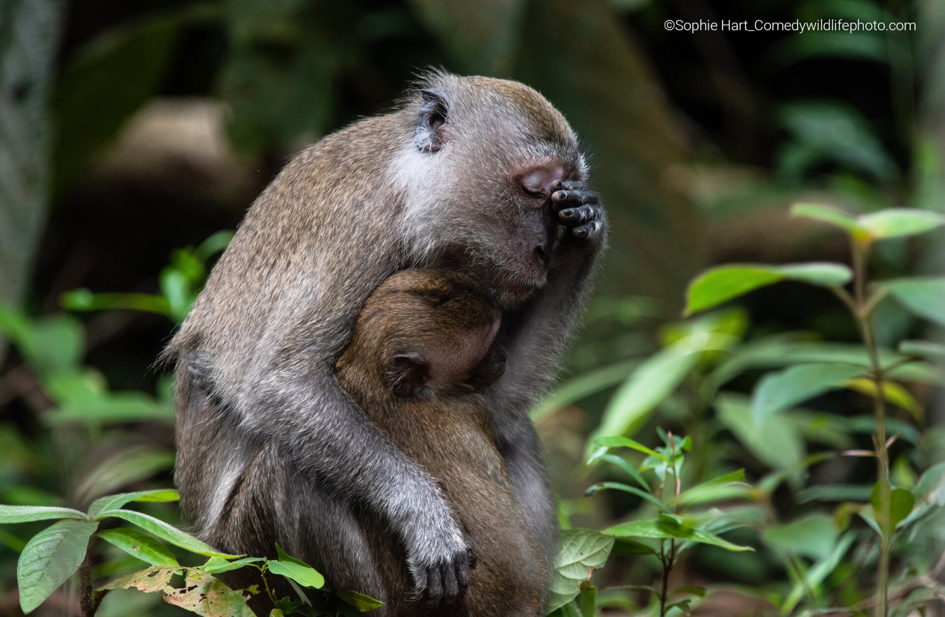 A long-tailed macaque mother appears to have had a long day.