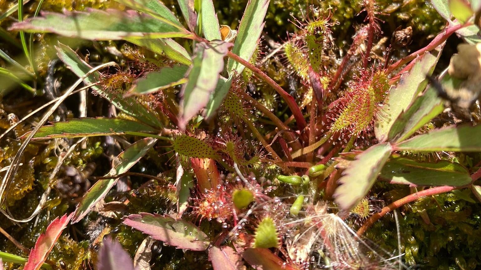 Sundews catch their prey with the help of a viscous, mucous-like substance. The sundew goo is so sticky that researchers have sought to use and mimic the glue in applications like wound dressings and tissue engineering.