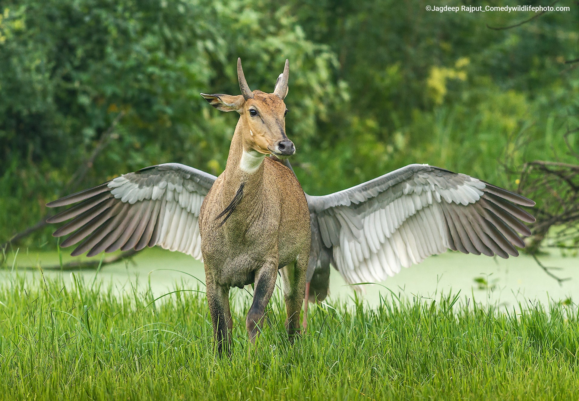 A crane attacking a bluebull from behind.