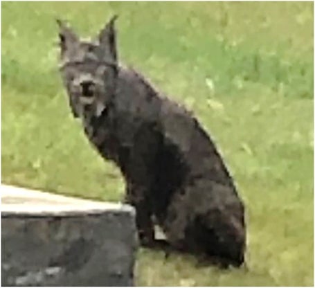 A screenshot from the video of the black lynx.