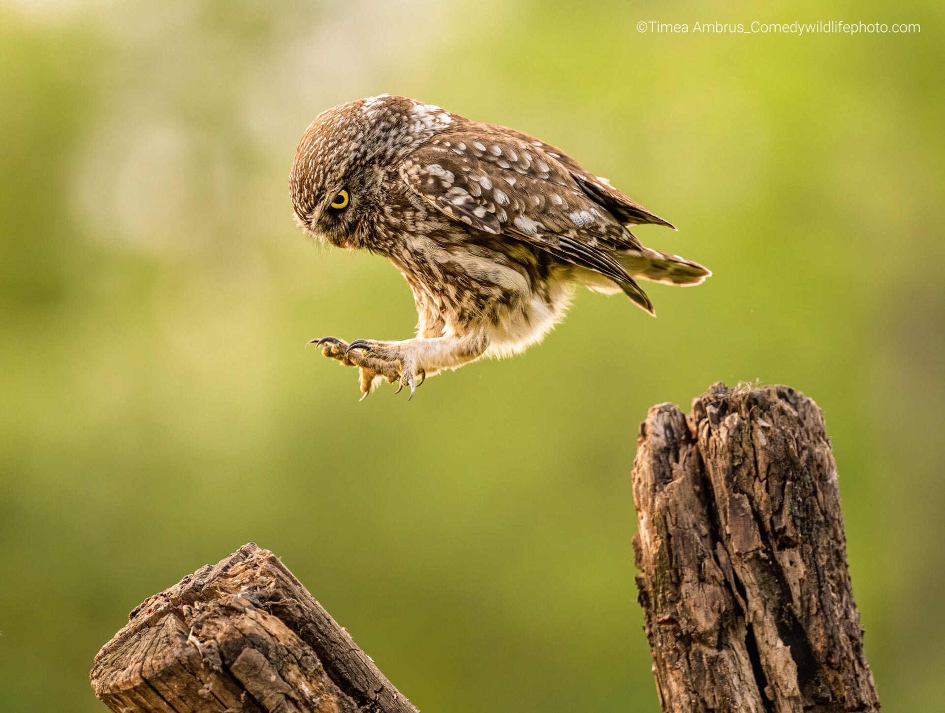 An owl hops from one branch to another.