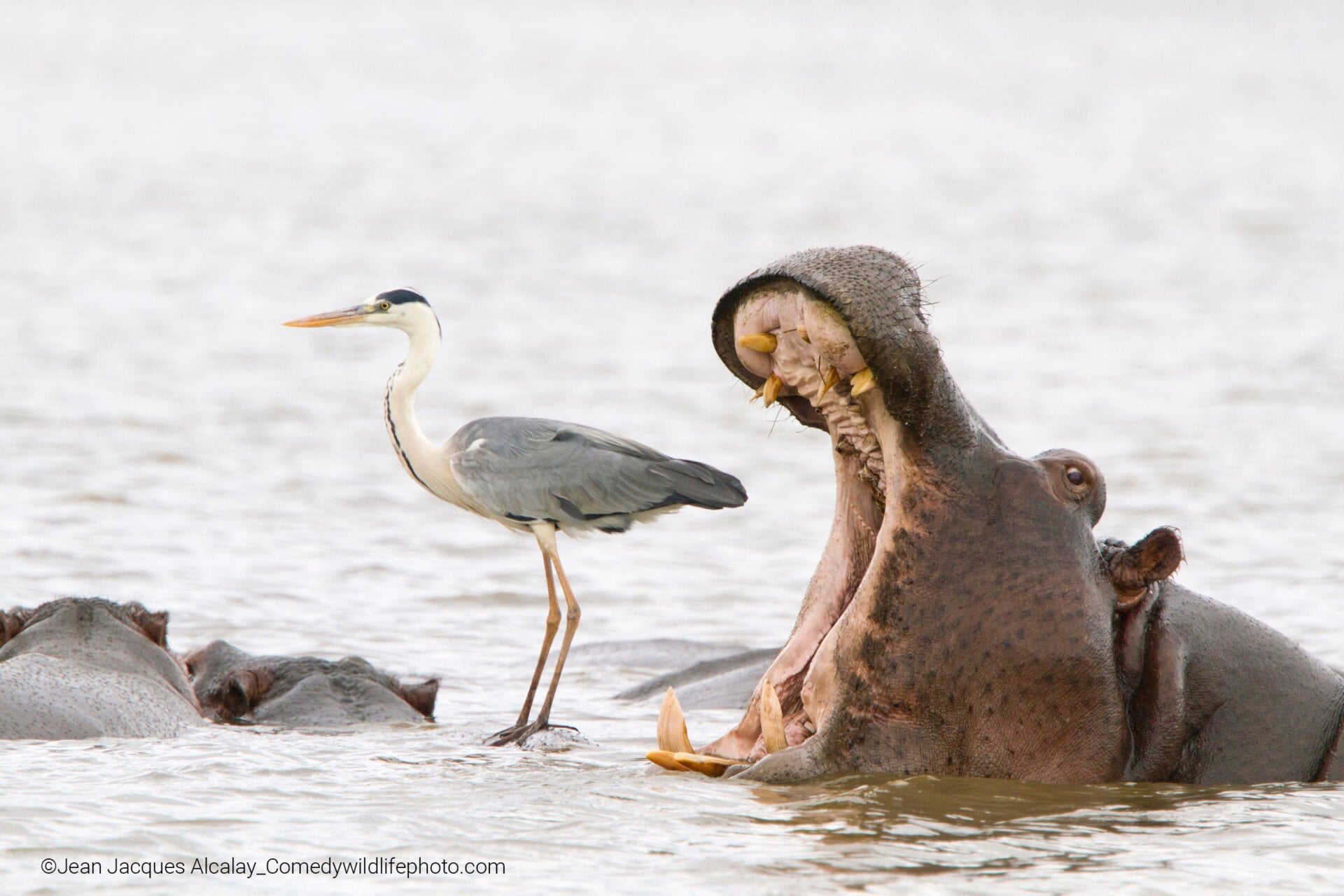 A hippo appears to try too swallow a heron.