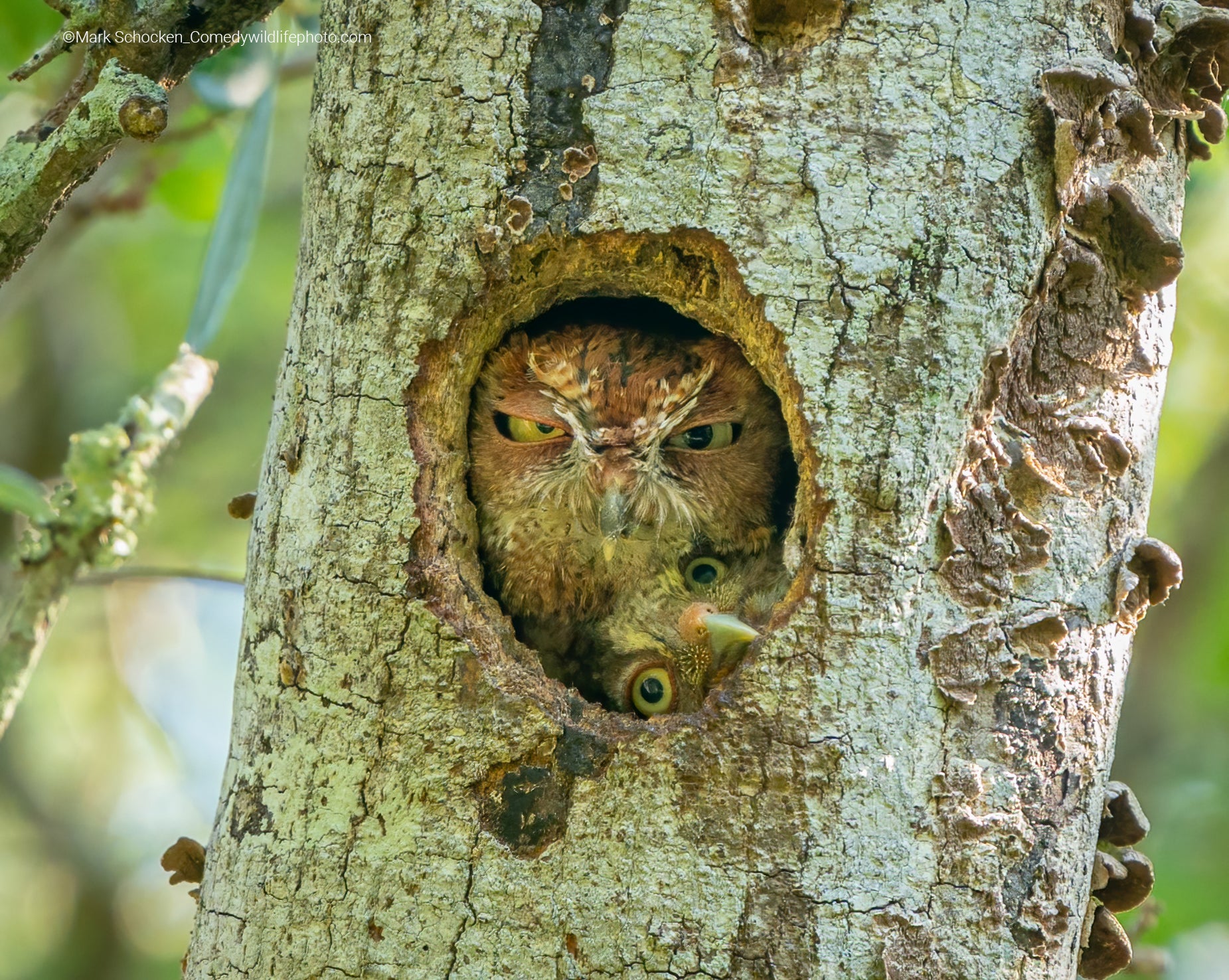 This pair of Eastern screech owls seem like they’d be fun to hang out with.