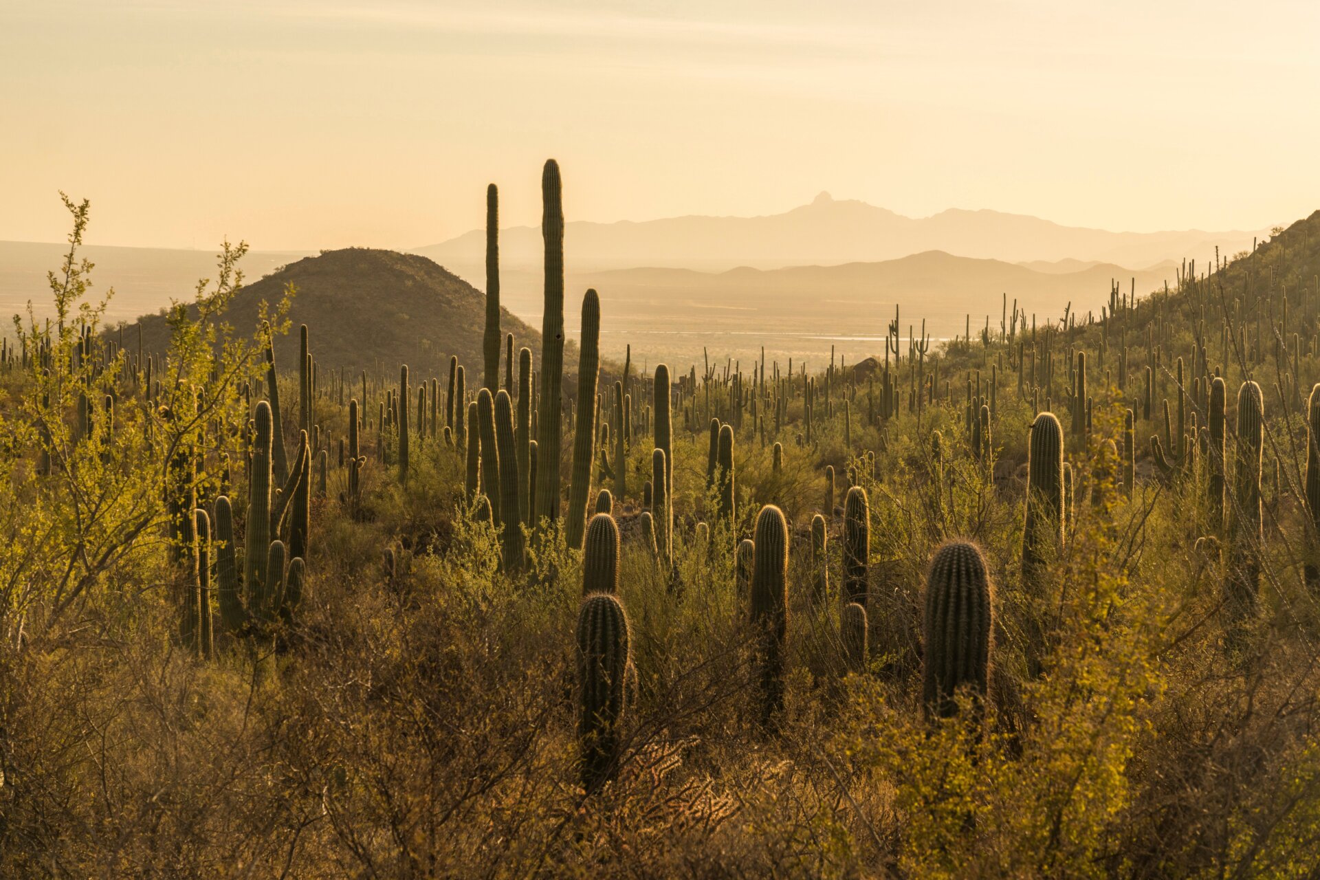 A forest of saguaro cacti among other plants. 