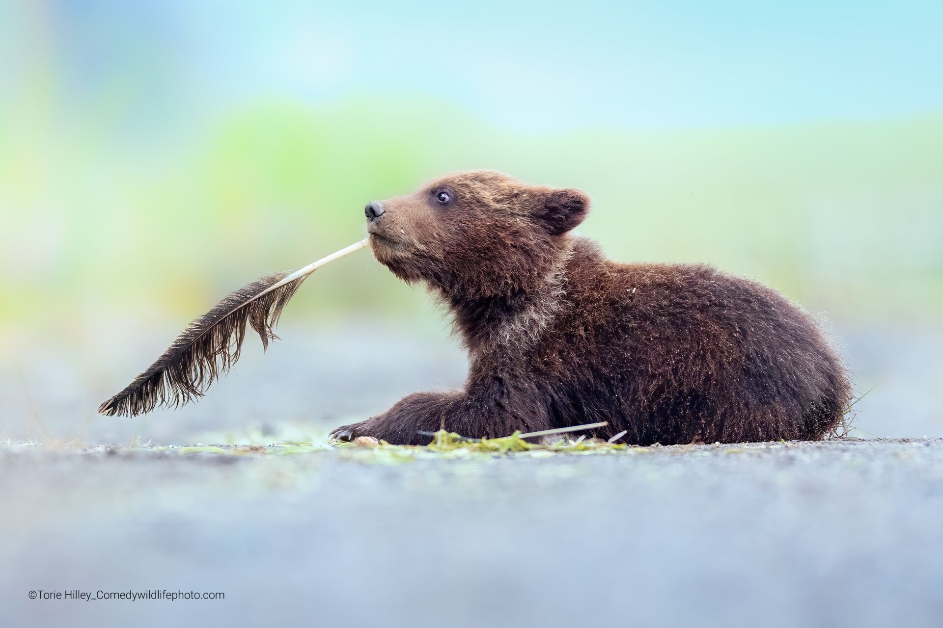 A bear cub holds a feather in her mouth.