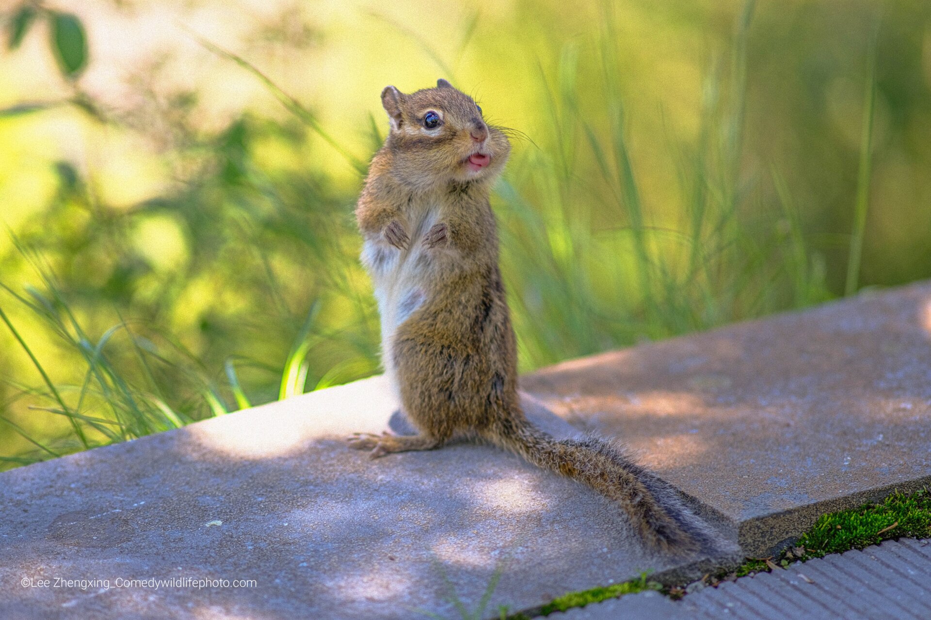 A squirrel dramatically looks back towards the photographer.