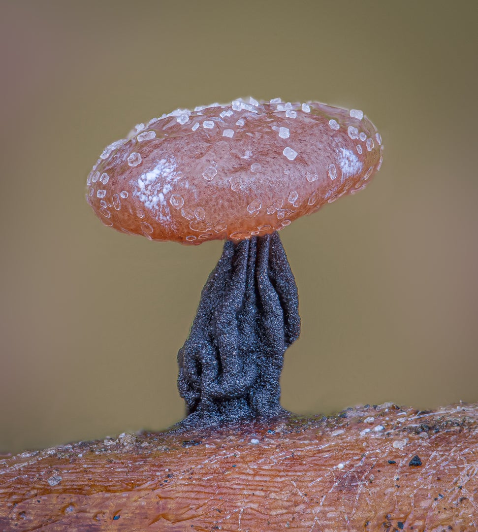 Image: Alison Pollack