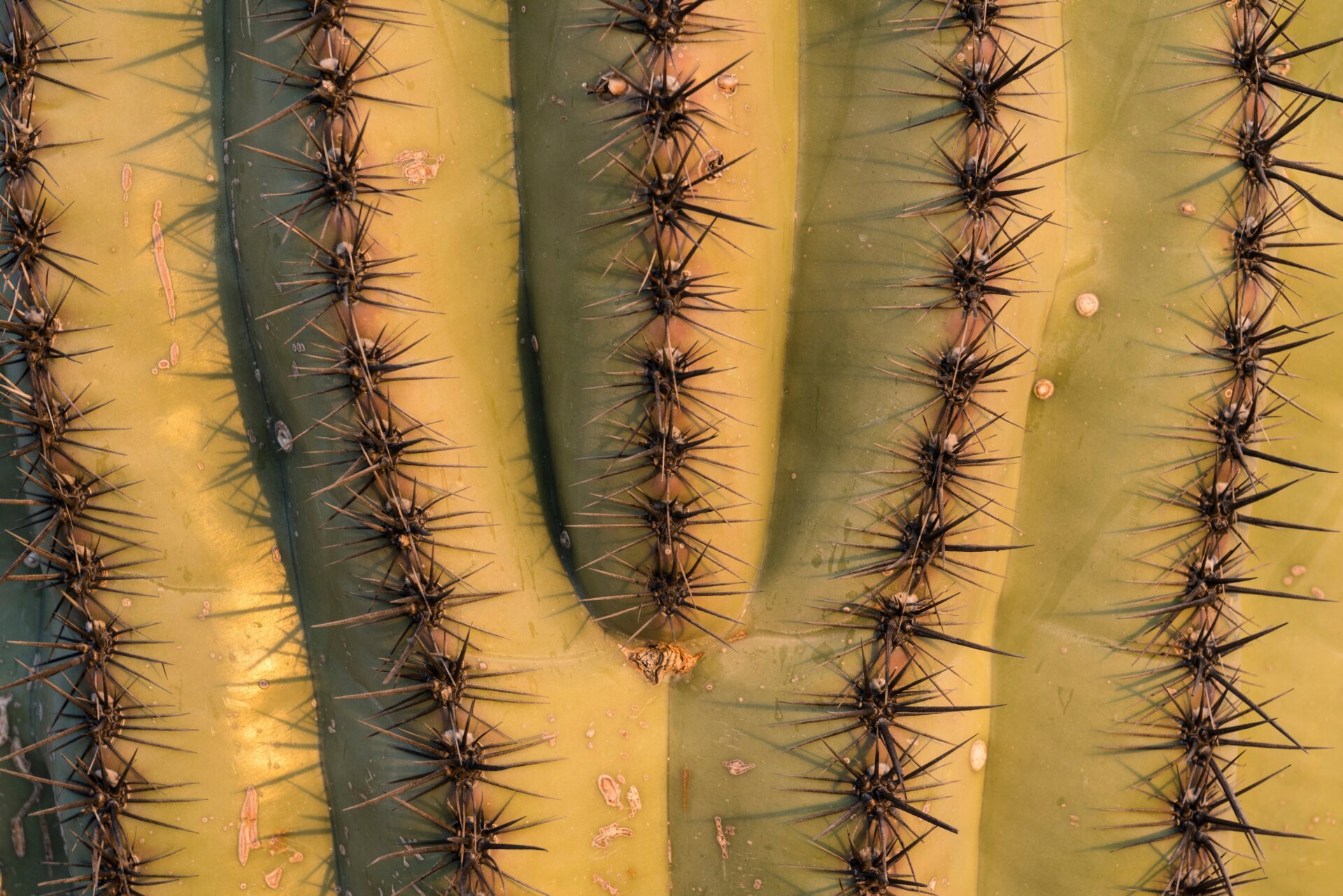A close-up of a saguaro’s spines.
