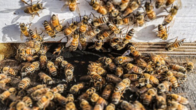 Woman Allegedly Unleashed a Swarm of Angry Bees on Cops Serving ...