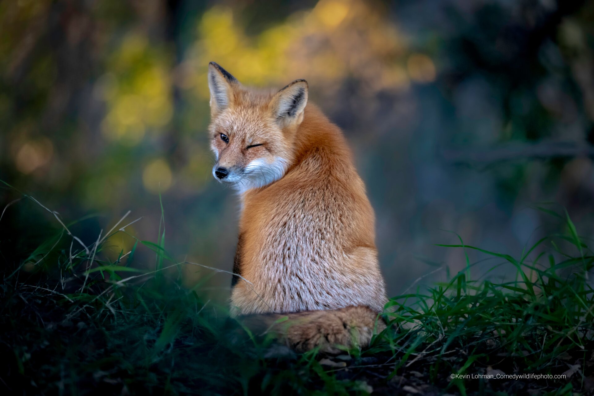 A sly fox offers the photographer a wink.