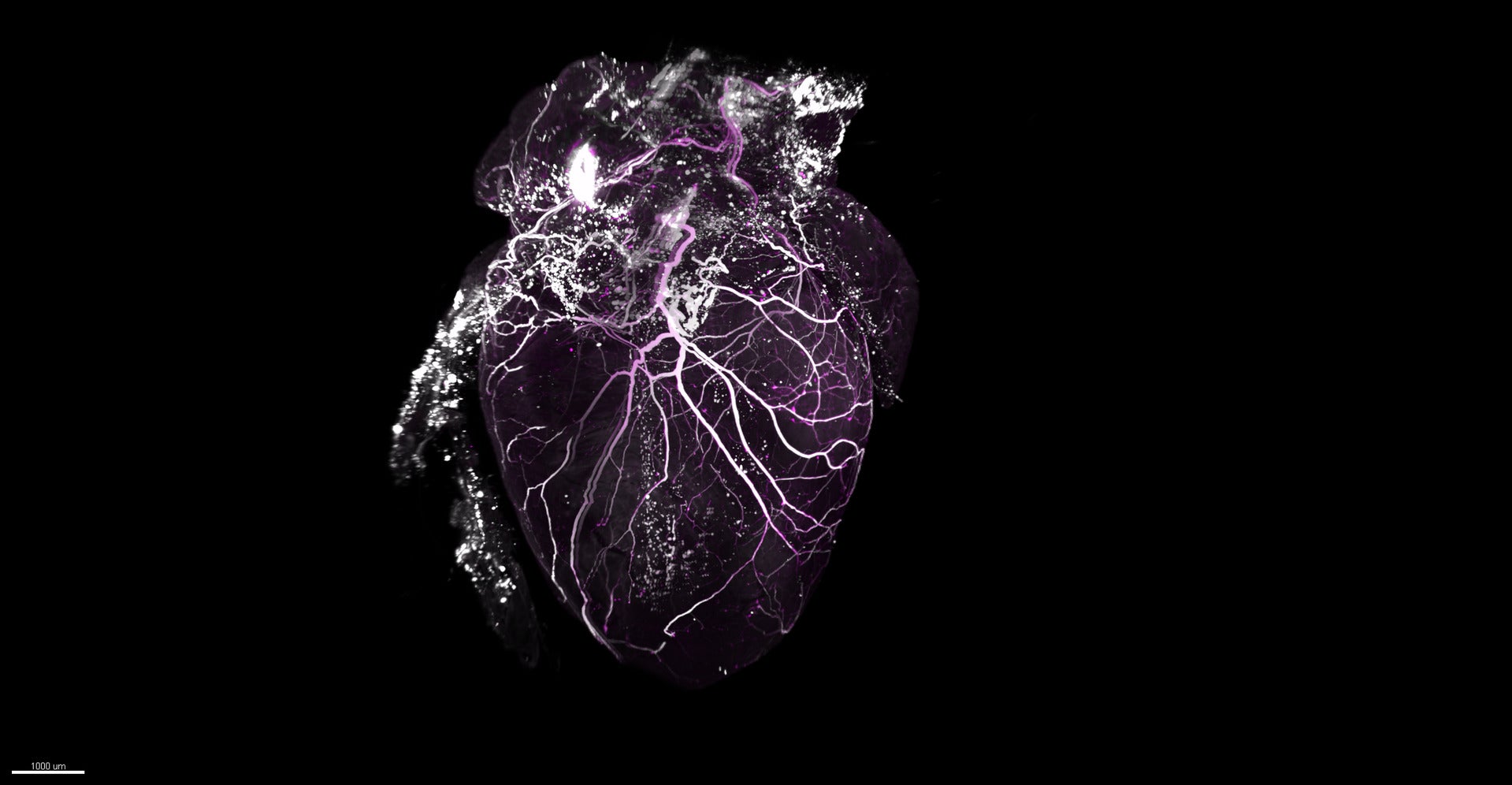 Image: Aurelia Mapps