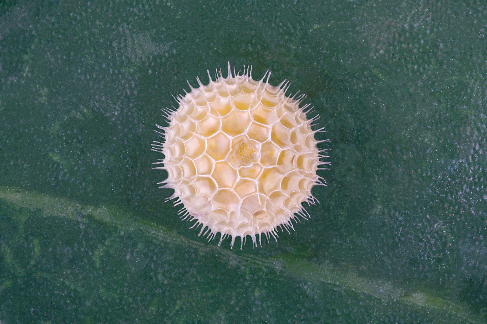 Image: Zhigang Zheng