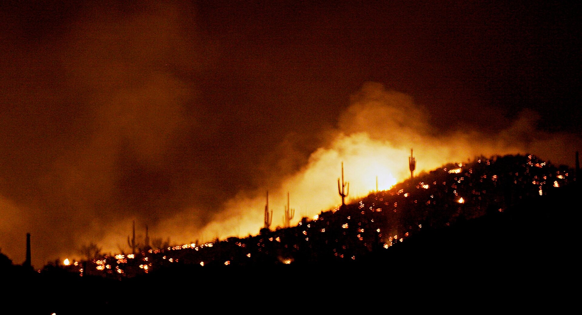 The Carefree Complex Fire, which burned through the Sonoran in 2005, rolls toward a stand of saguaro cacti.