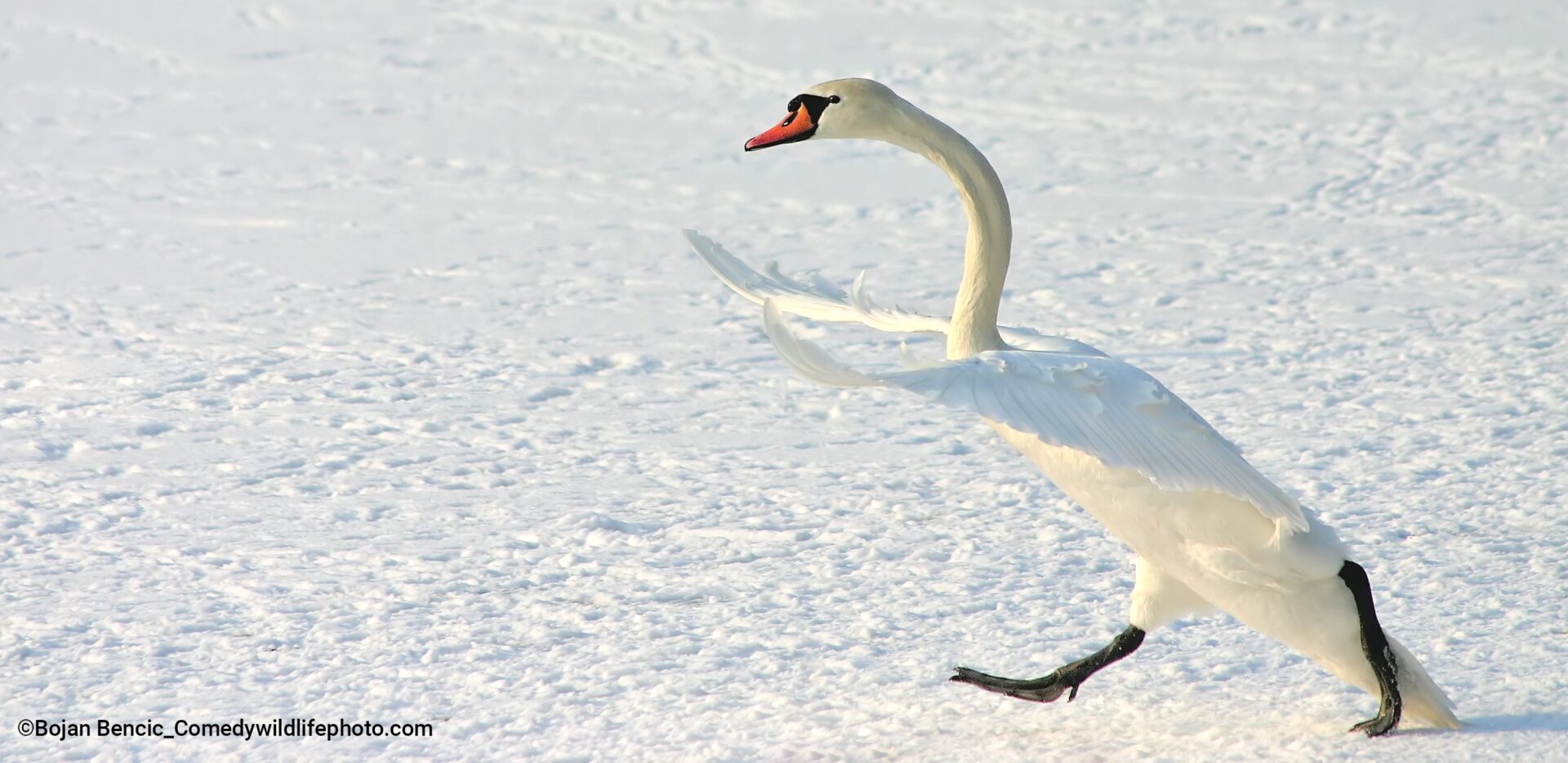 A mute swan chases another (out of frame).