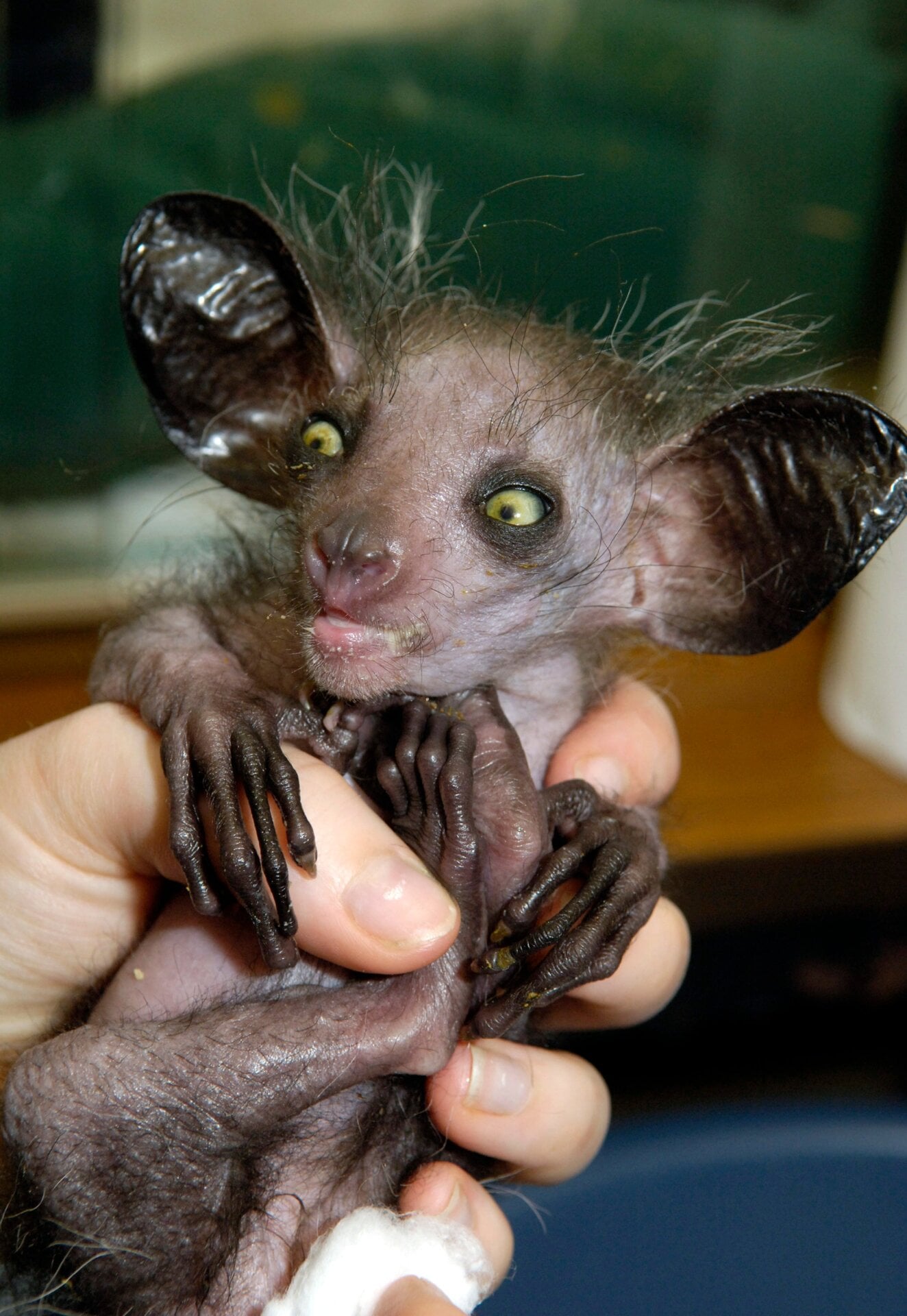 A captive bred aye-aye in the UK. It is adorable.