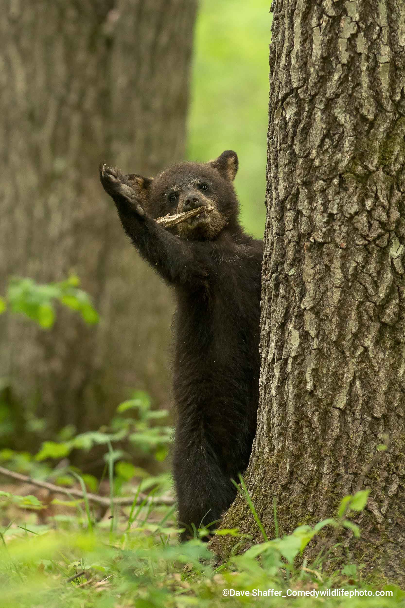 A black bear cub waves goodbye from behind a tree trunk.