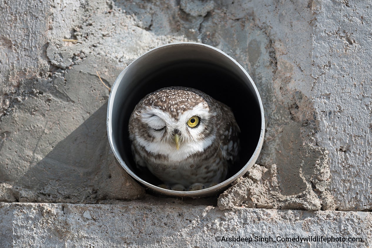 A spotted owl winks at the camera.
