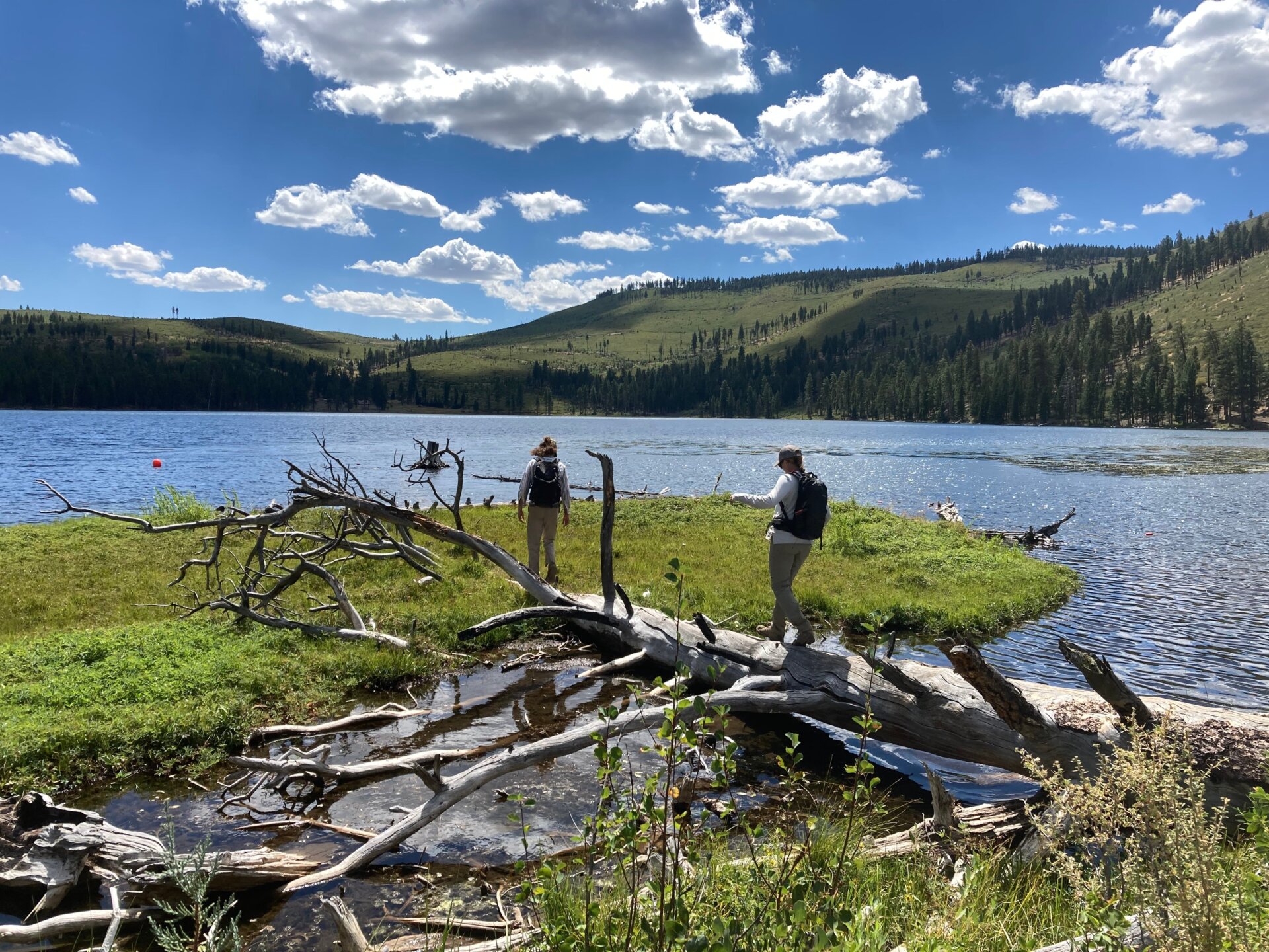 Carnivorous plants thrive in low-nutrient, wet, and bright habitats. The California sundews were found in full sun, on two small, boggy islands in a clear lake.