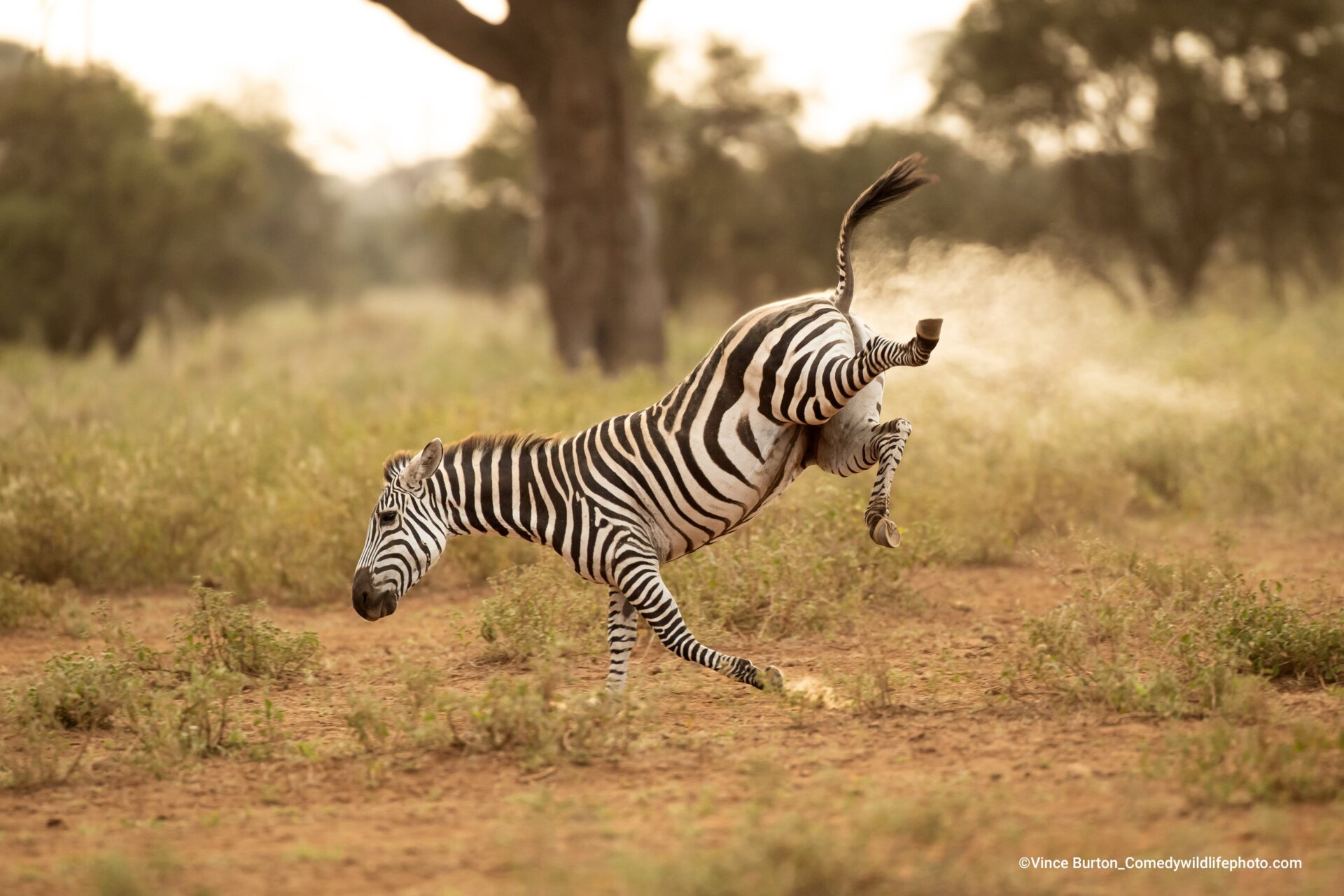 A zebra in an awkward position in Kenya.