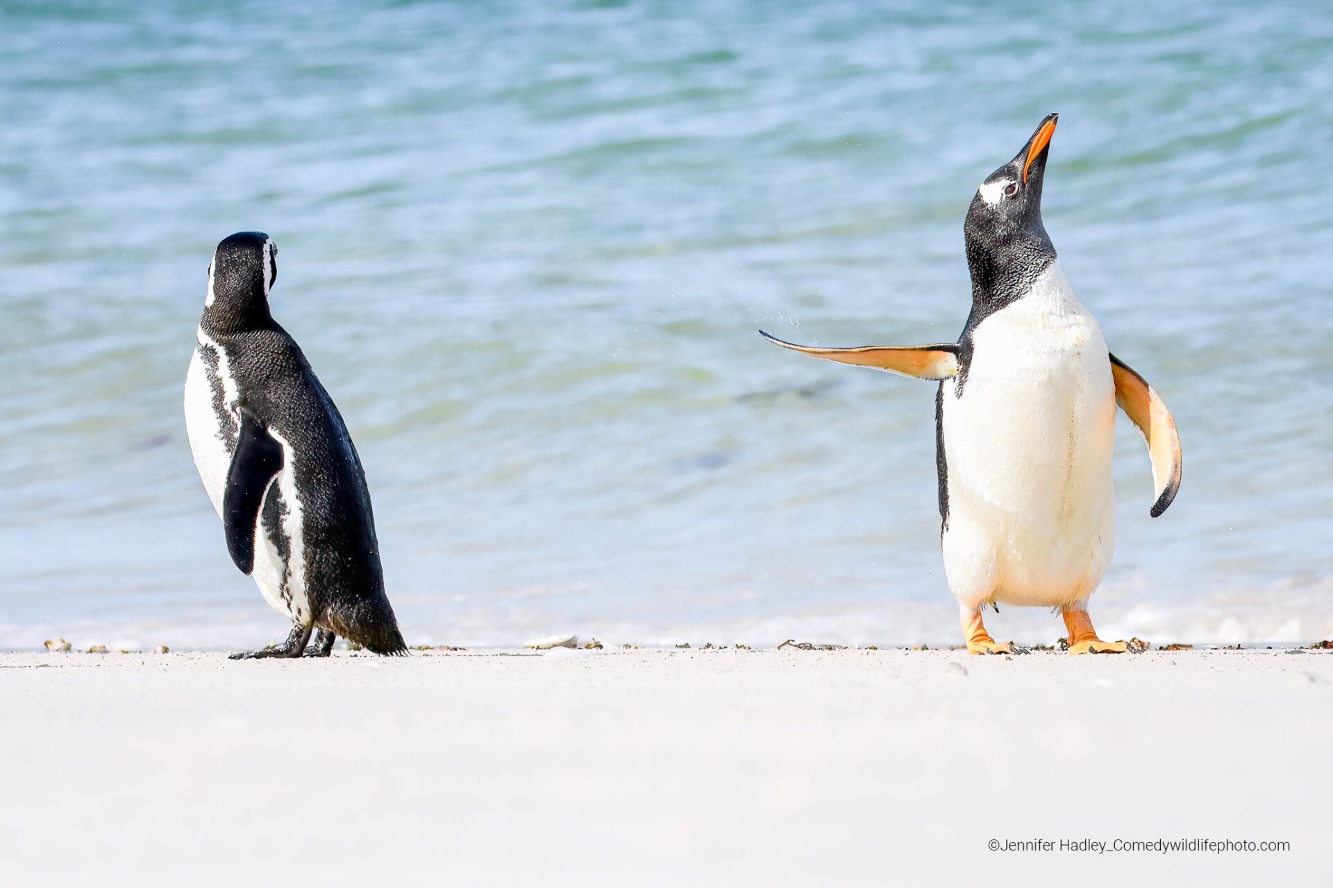 Two gentoo penguins, one of them mid-shake.