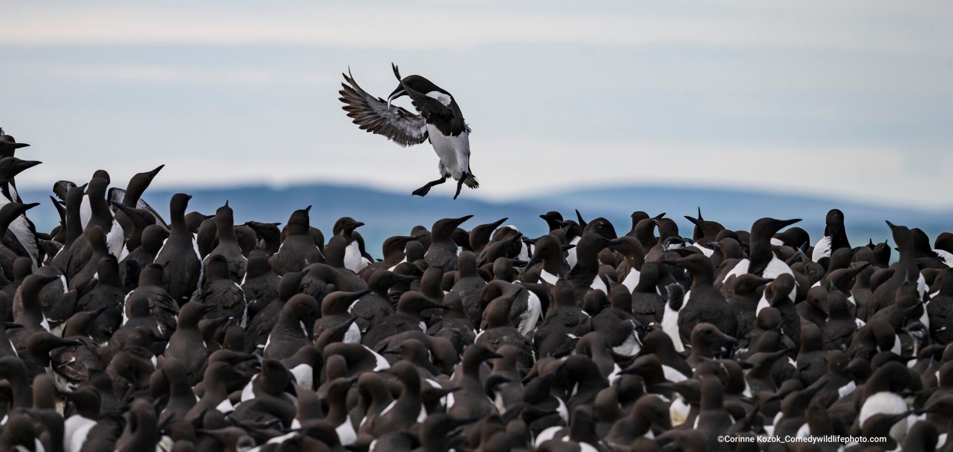 A guillemot flies above its brethren.