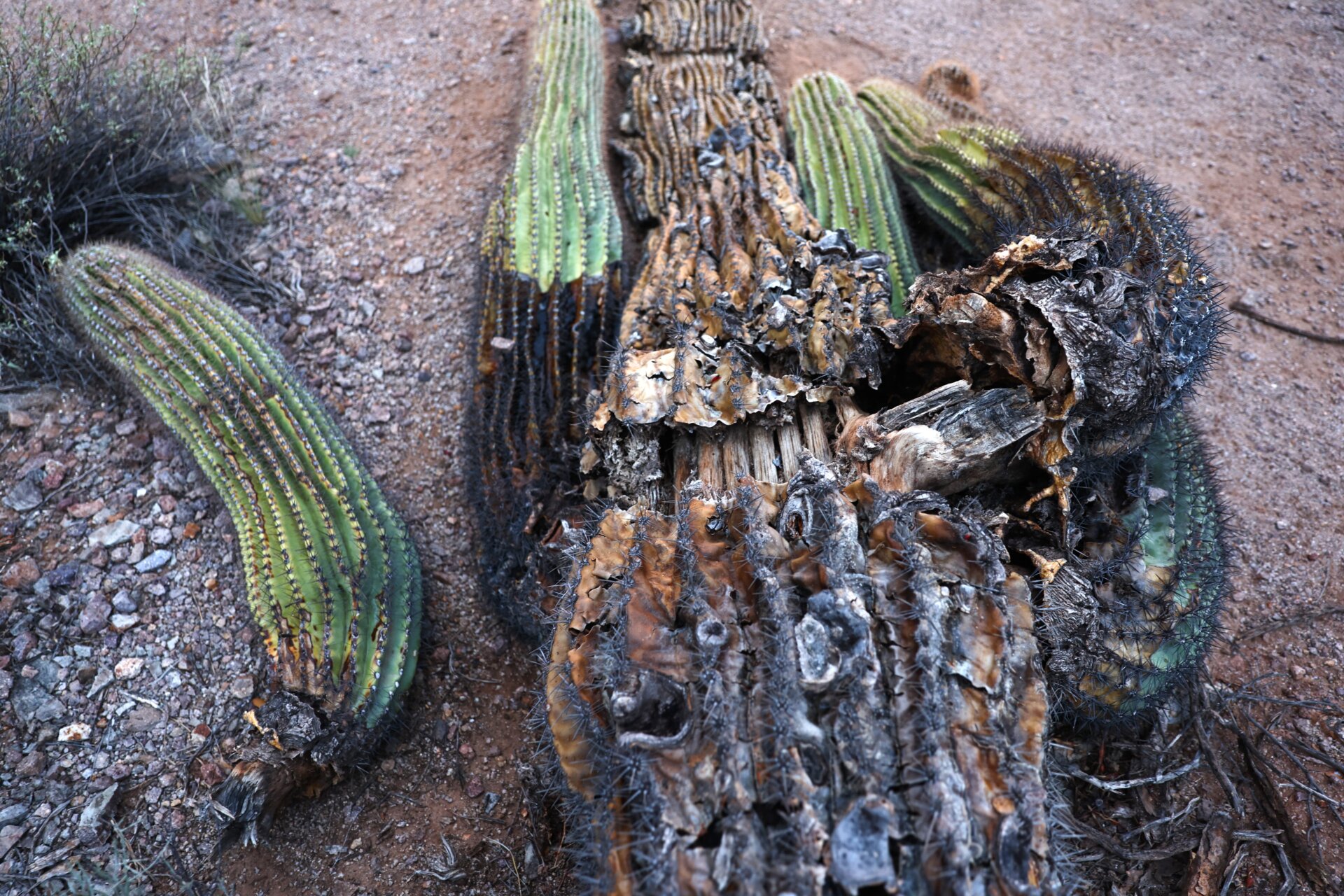 A fallen saguaro rots. 