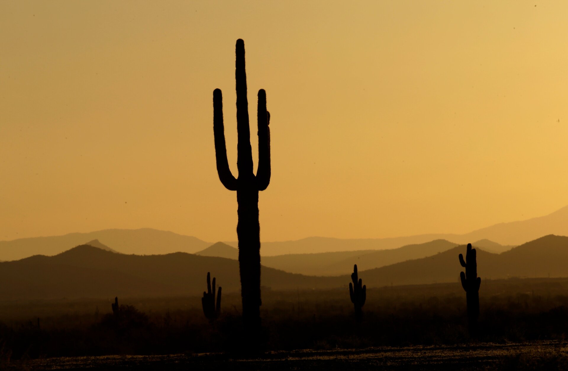 Saguaro cacti at sunrise.
