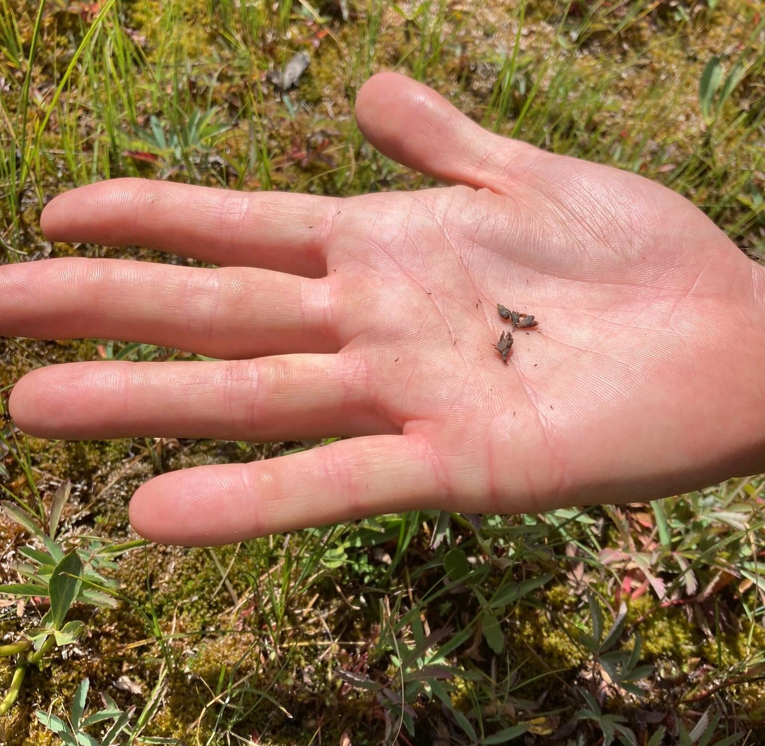 Here, one of the botanists holds up some of the collected sundew seeds—which are the tiny black flecks surrounding the desiccated flower parts in the middle.