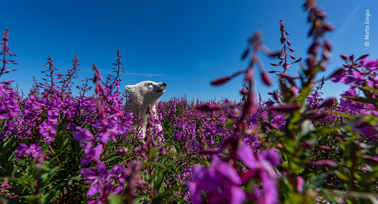 Photo: Martin Gregus/Wildlife Photographer of the Year