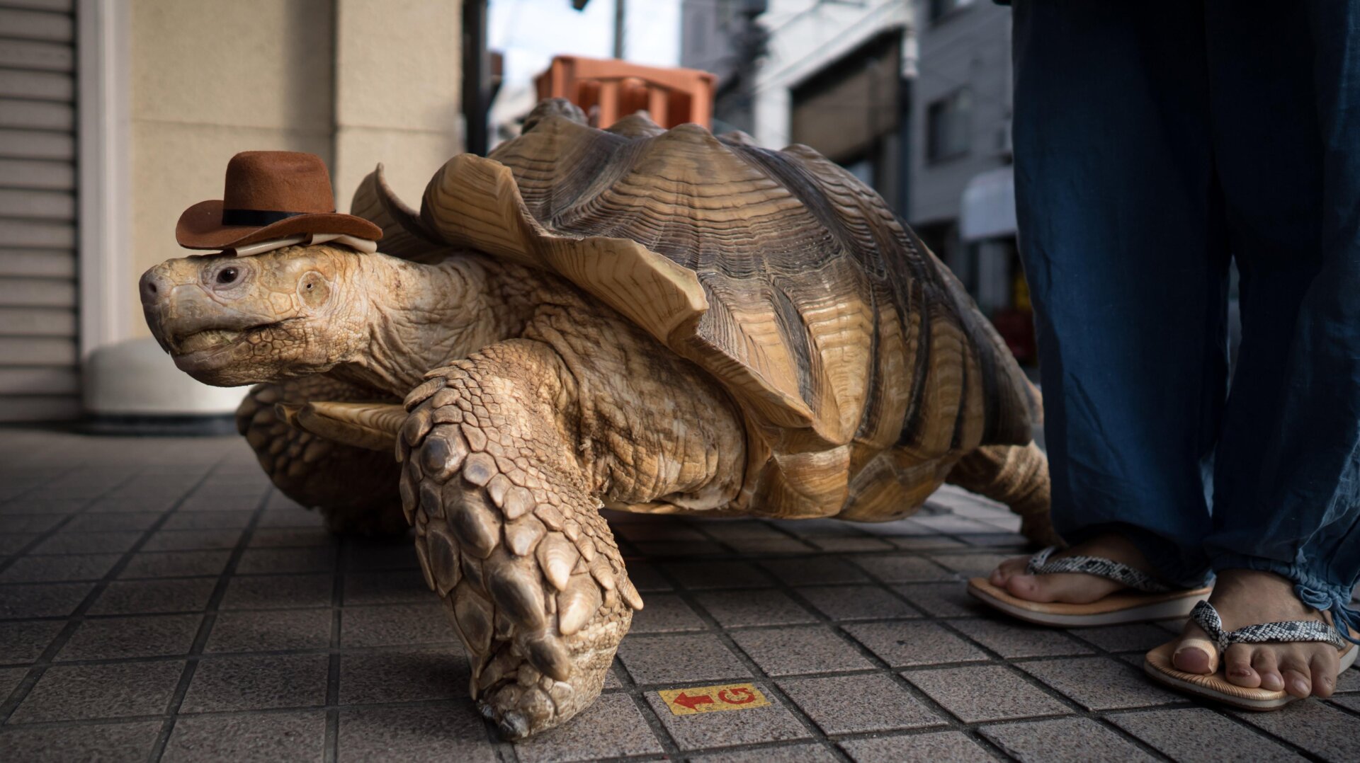 Photo: Tomohiro Ohsumi