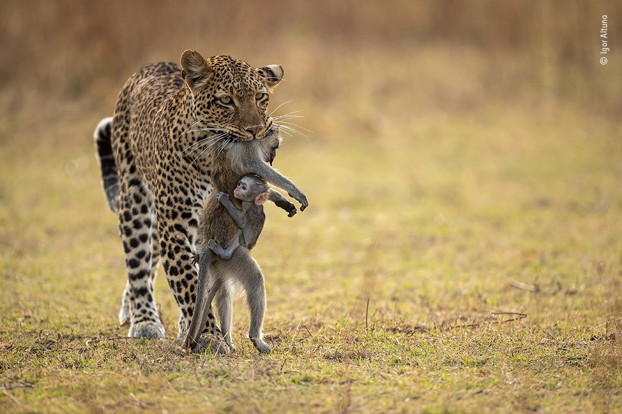 Photo: Igor Altuna/Wildlife Photographer of the Year